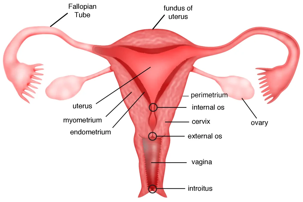 female-reproductive-process-to-study-infertility-in-women
